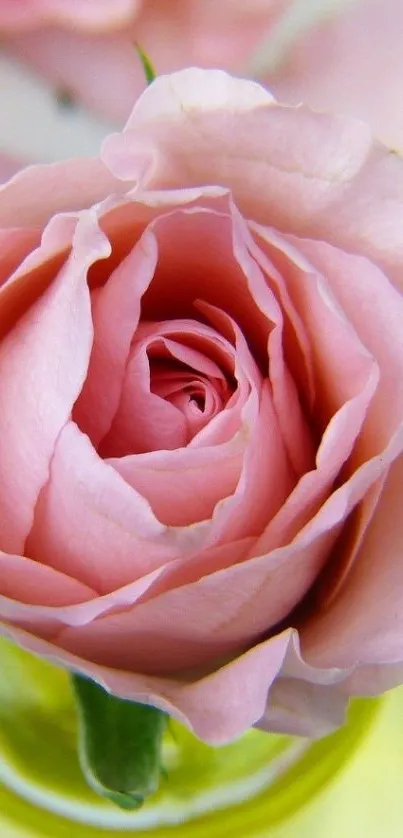 Close-up of a delicate pink rose blossom for mobile wallpaper.