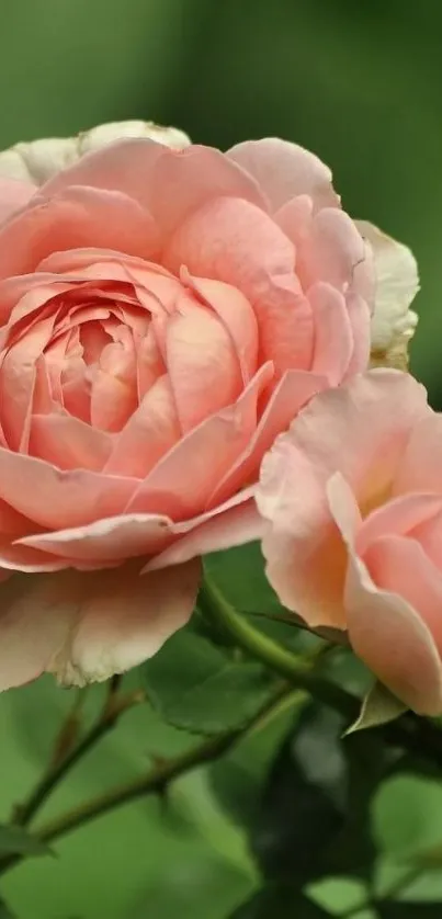 Elegant pink rose wallpaper with green leaves.