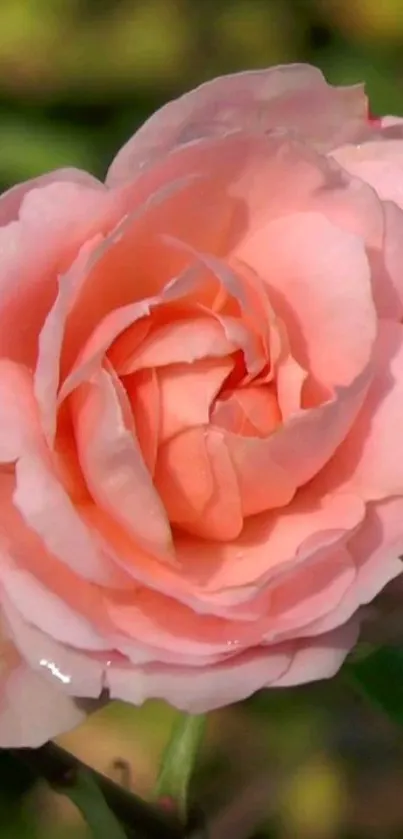 Close-up of a blooming pink rose with soft petals.