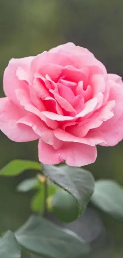 Elegant pink rose with green leaves wallpaper.