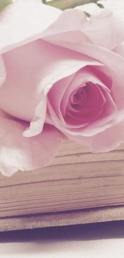 Delicate pink rose resting on a book.