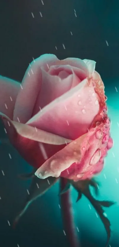 Elegant pink rose with water droplets against a teal background.