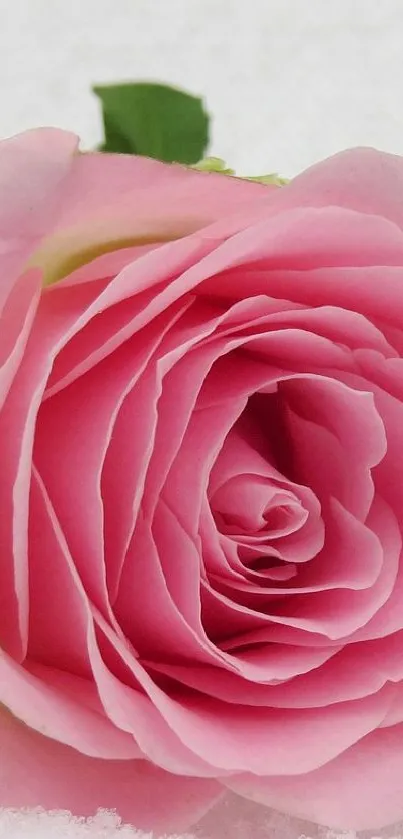 Close-up of a pink rose with delicate petals.