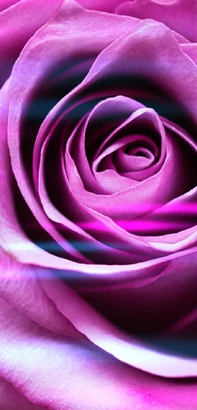 Elegant pink rose mobile wallpaper with vibrant colors.