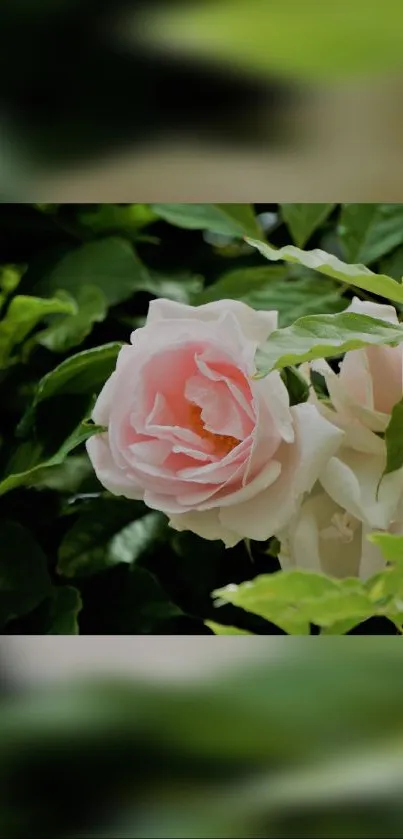 Elegant pink rose amidst lush green leaves.