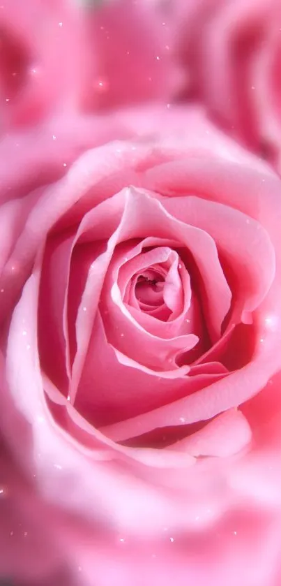 Close-up of an elegant pink rose captured beautifully.