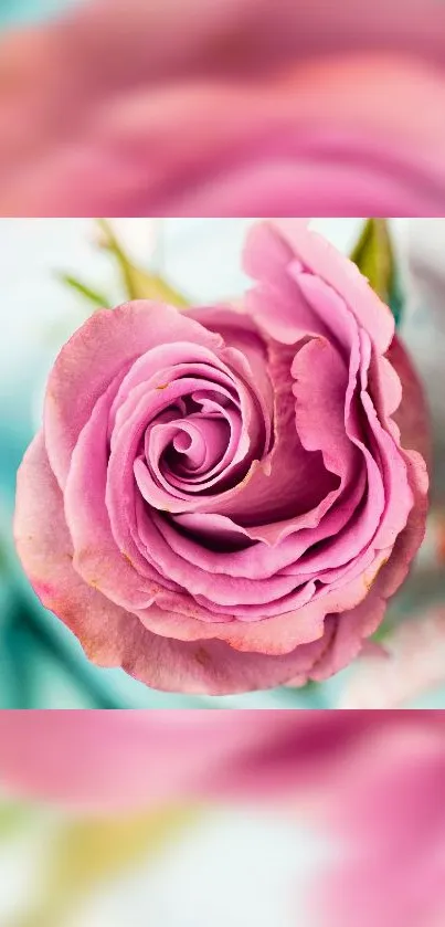 Elegant pink rose on soft pastel background, perfect for mobile wallpaper.