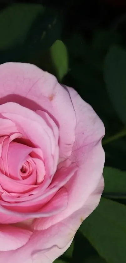 Close-up of a pink rose with green leaves.