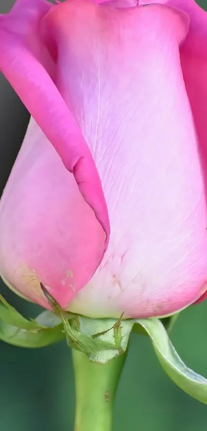 Close-up of a delicate pink rose on a blurred green background.