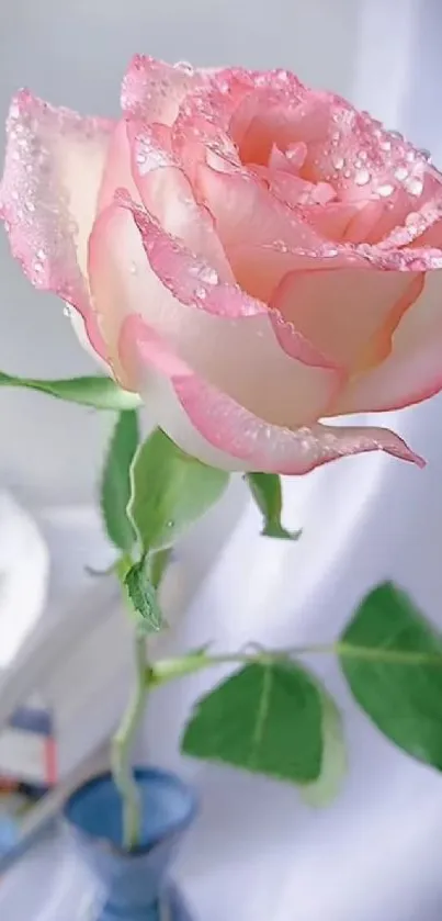 Elegant pink rose with dew drops on petals.