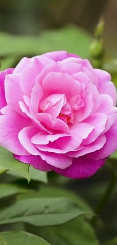 A vibrant pink rose in full bloom on a green background.