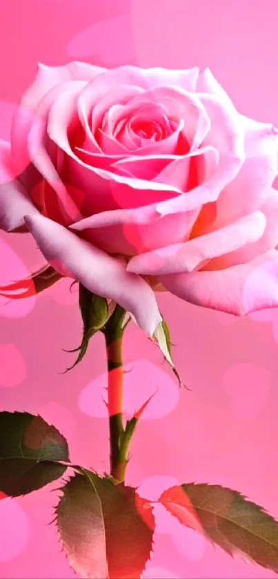 A single elegant pink rose with a soft, romantic background.