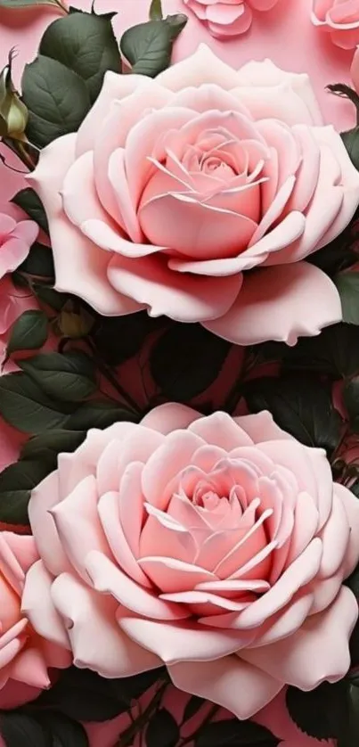 Elegant pink roses with green leaves on a soft background.