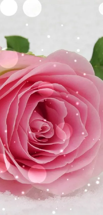 Pink rose lying on soft white snow.