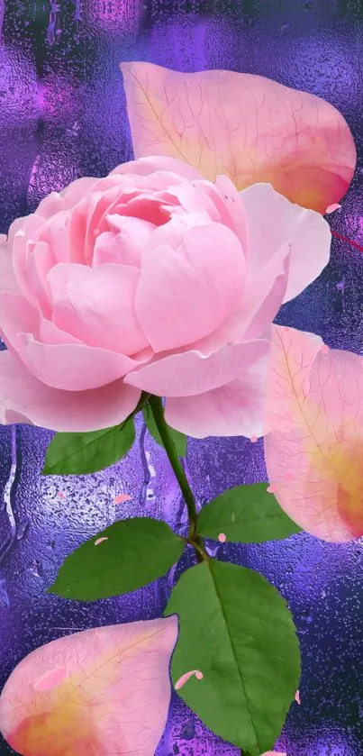 Pink rose with purple backdrop, elegant design.