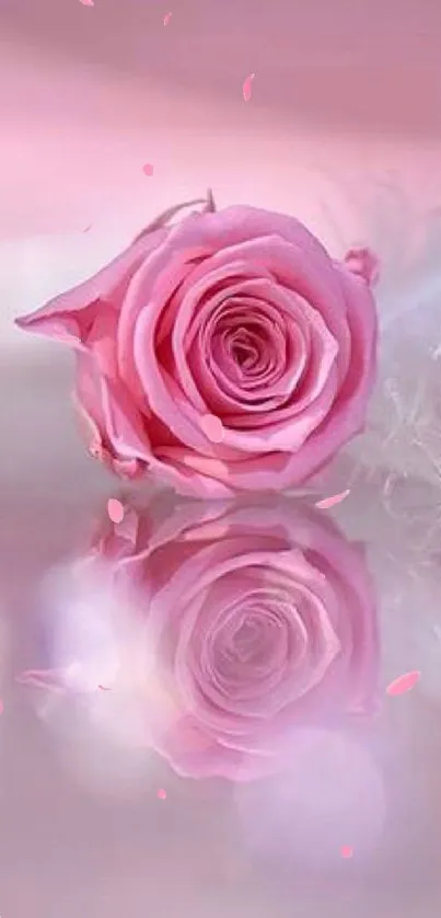 Pink rose with soft reflection background for mobile wallpaper.