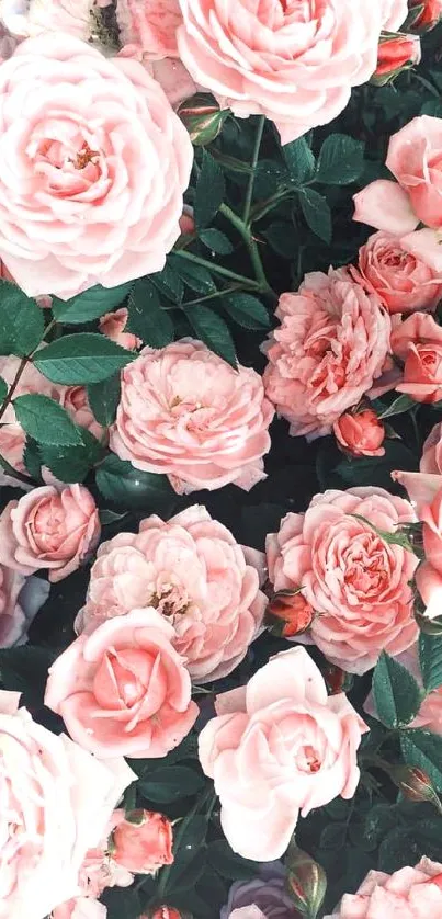 Beautiful mobile wallpaper with lush pink roses in full bloom.