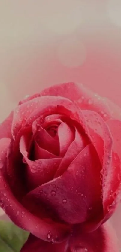 Elegant pink rose covered in dew drops.