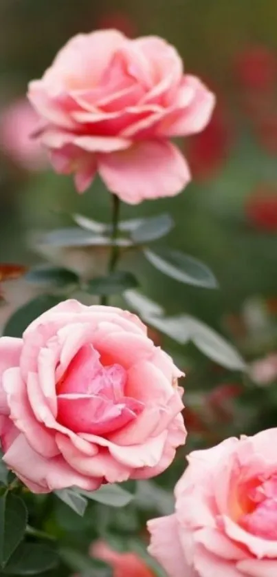 Mobile wallpaper featuring pink roses in full bloom with green leaves.