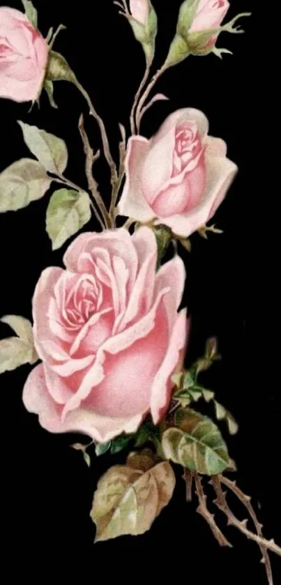 Elegant pink roses on dark background wallpaper.