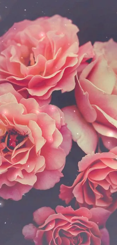 Elegant pink roses with soft petals and a black cosmic background.