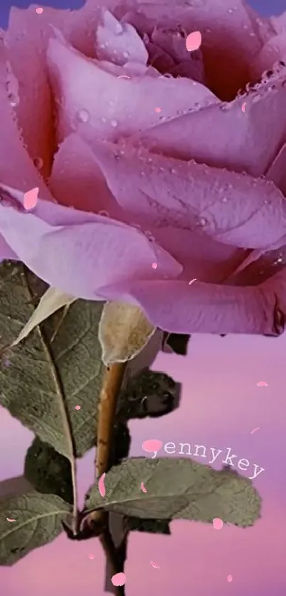 Pink rose with dew against purple background.