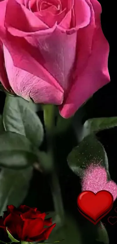 A stunning pink rose with heart accents on a black background.