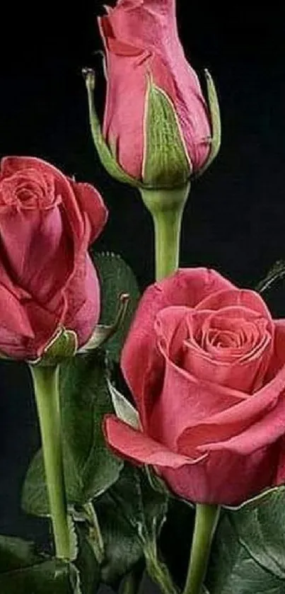 Three elegant pink roses on a dark background.