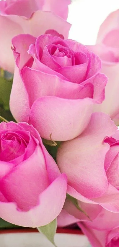 Beautiful pink roses wallpaper for mobile with vibrant and elegant floral design.