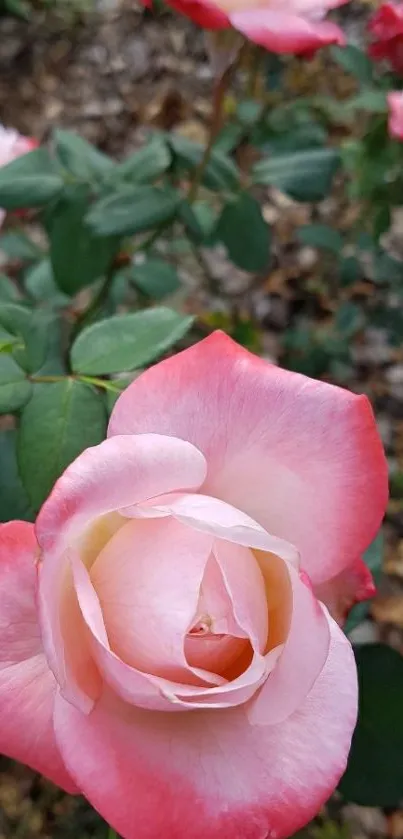 Pink roses in a lush garden setting with rich green leaves.