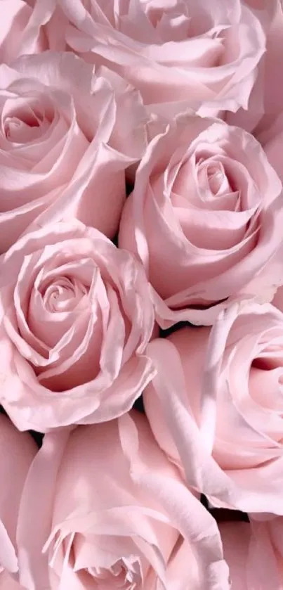 Elegant wallpaper of pink roses with soft petals.