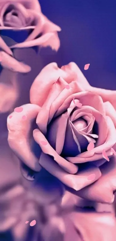 Pink roses on a purple background with soft petals and elegant design.