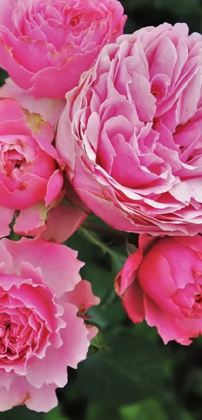 Beautiful pink roses with lush green leaves, creating a serene mobile wallpaper.