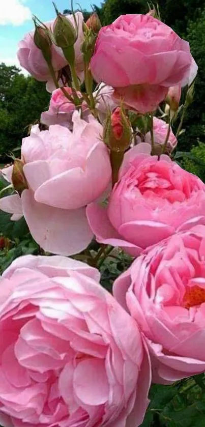 Vibrant pink roses in a natural garden setting, showcasing elegance and beauty.