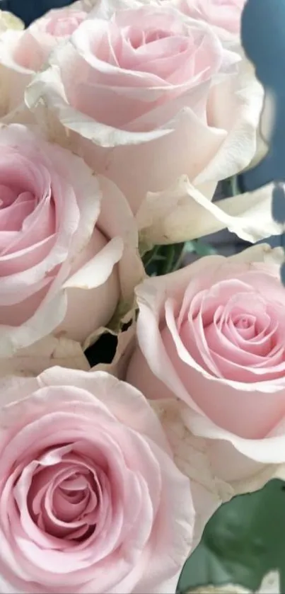 Elegant light pink roses in full bloom wallpaper.