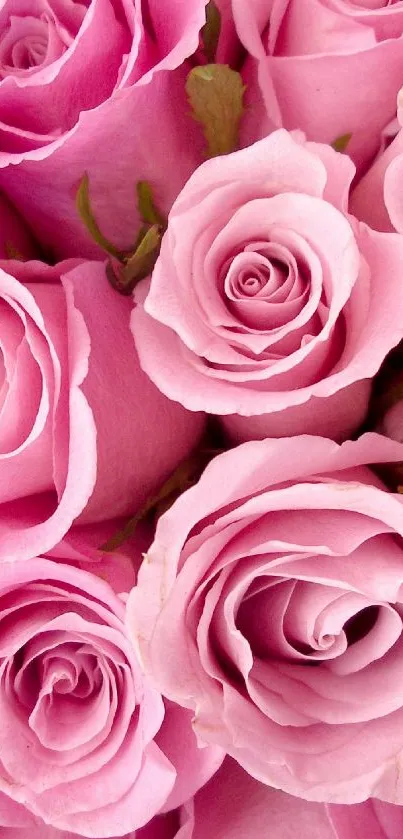 A vibrant wallpaper of elegant pink roses.