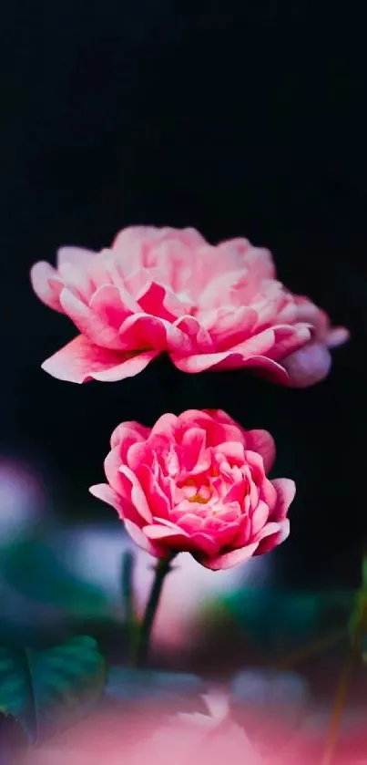 Elegant pink roses on a dark background wallpaper.