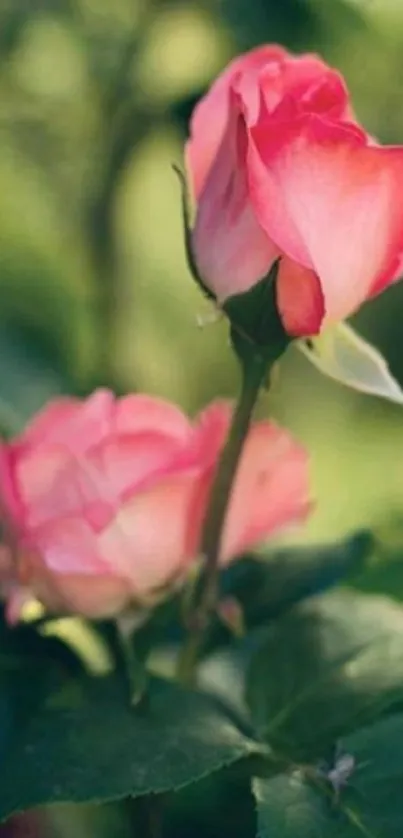 Two elegant pink roses with green leaves.