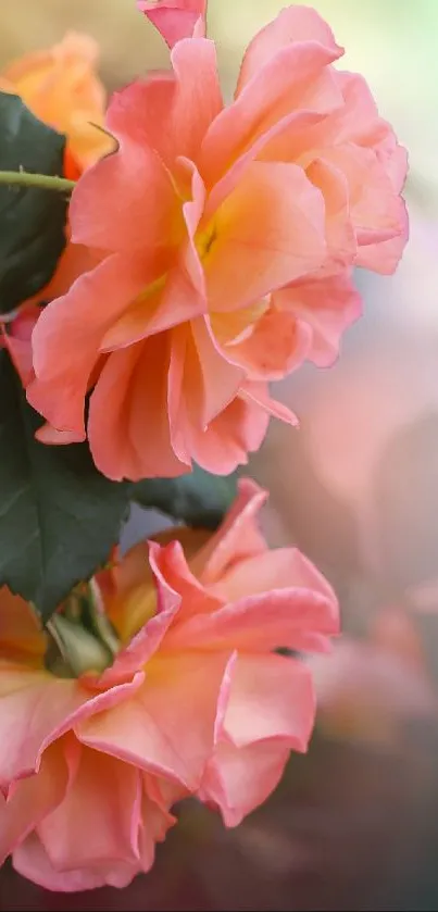 Elegantly blooming pink roses with green leaves on a soft background.