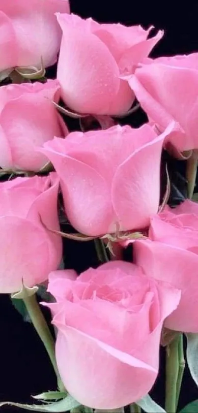 Close-up of elegant pink roses on black background, perfect for mobile wallpaper.