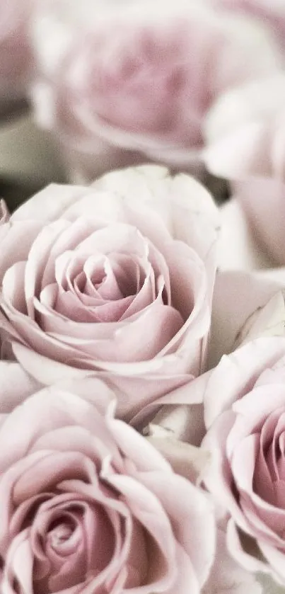 A bouquet of soft pink roses creating an elegant, romantic mobile wallpaper.