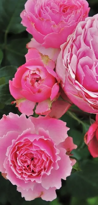 Vibrant pink roses with green leaves wallpaper.