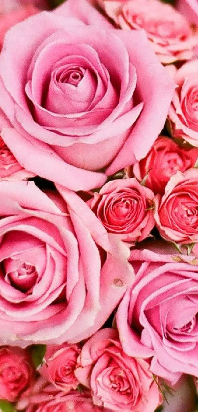 Elegant pink roses create a serene floral wallpaper for mobile decoration.