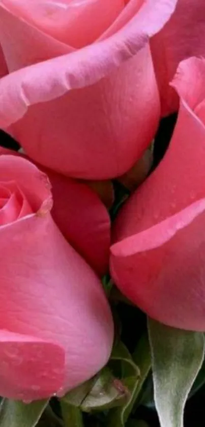 Elegant pink roses with dewdrops in a floral wallpaper.