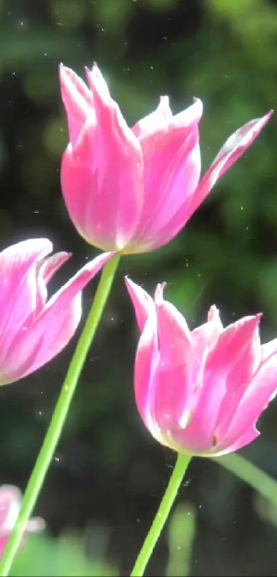 Three pink tulips with green blades in lush background.