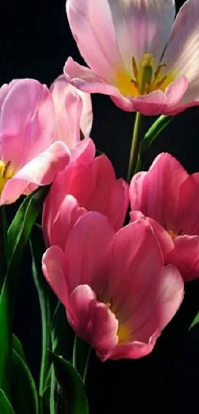 Pink tulip blooms on dark background, elegant floral wallpaper.