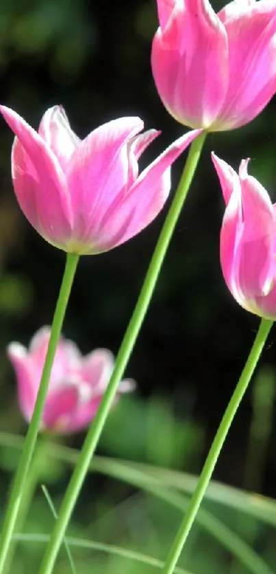 Close-up of vibrant pink tulips against a green background.
