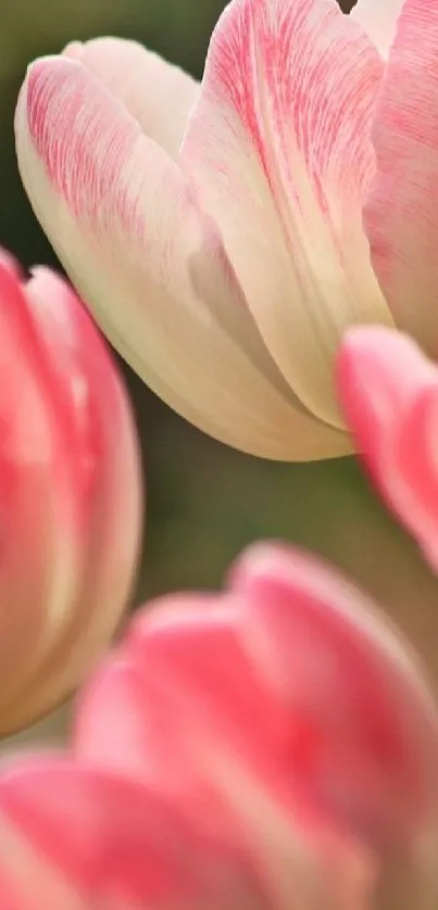Close-up of pink tulip flowers with soft focus background.