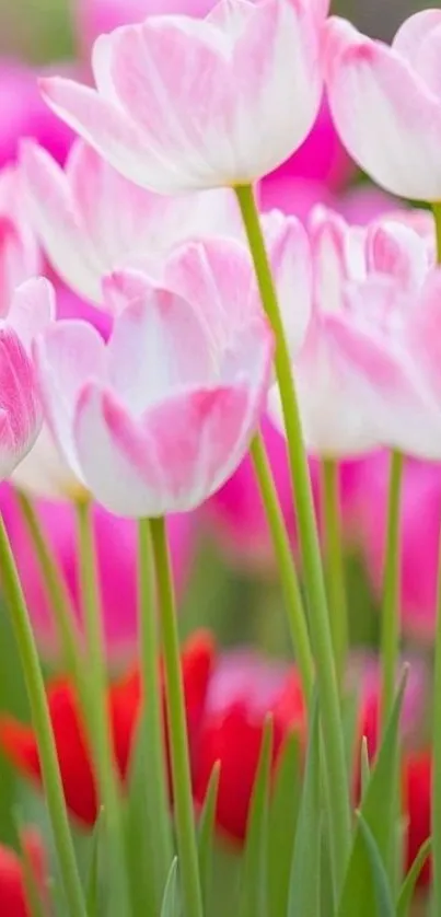 Close-up of pink tulip blossoms with green stems and a blurred natural background.