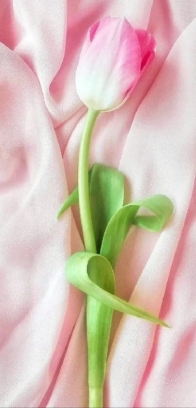 Pink tulip on soft pink fabric background.